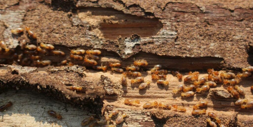 Building Maintenance Australia - termite control experts