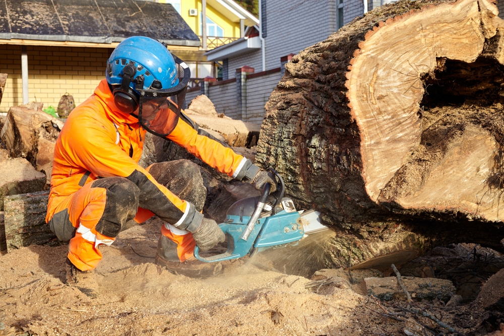 Building Maintenance Australia - Tree removal